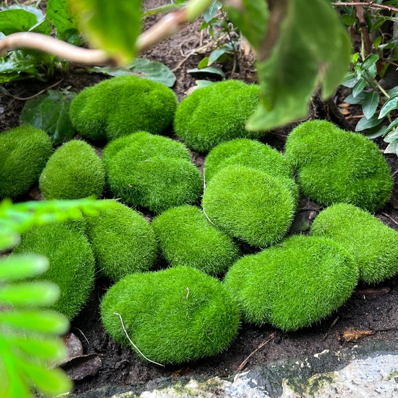 5/30pcs Simulation Moss Stone  - Sphagnum Moss Dry บทวิจารณ์และราคา