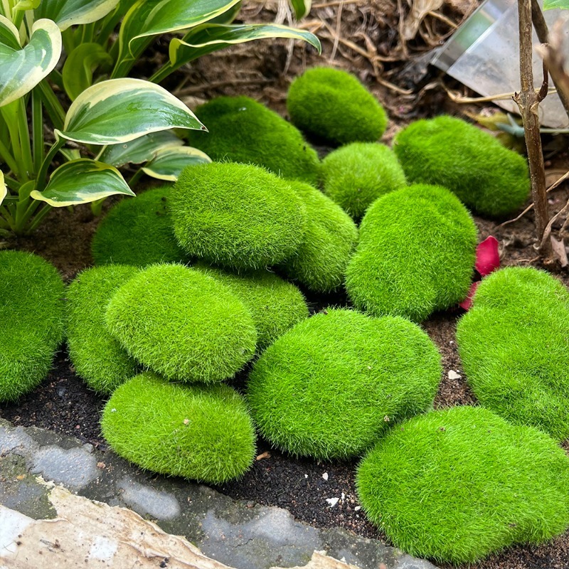 5/30pcs Simulation Moss Stone  - Sphagnum Moss Dry บทวิจารณ์และราคา
