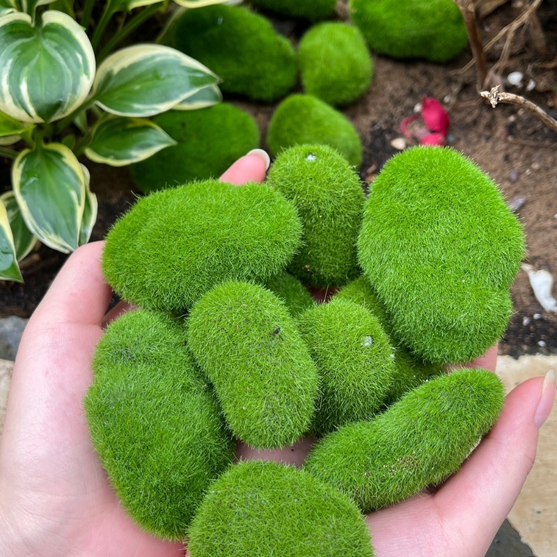 5/30pcs Simulation Moss Stone  - Sphagnum Moss Dry บทวิจารณ์และราคา