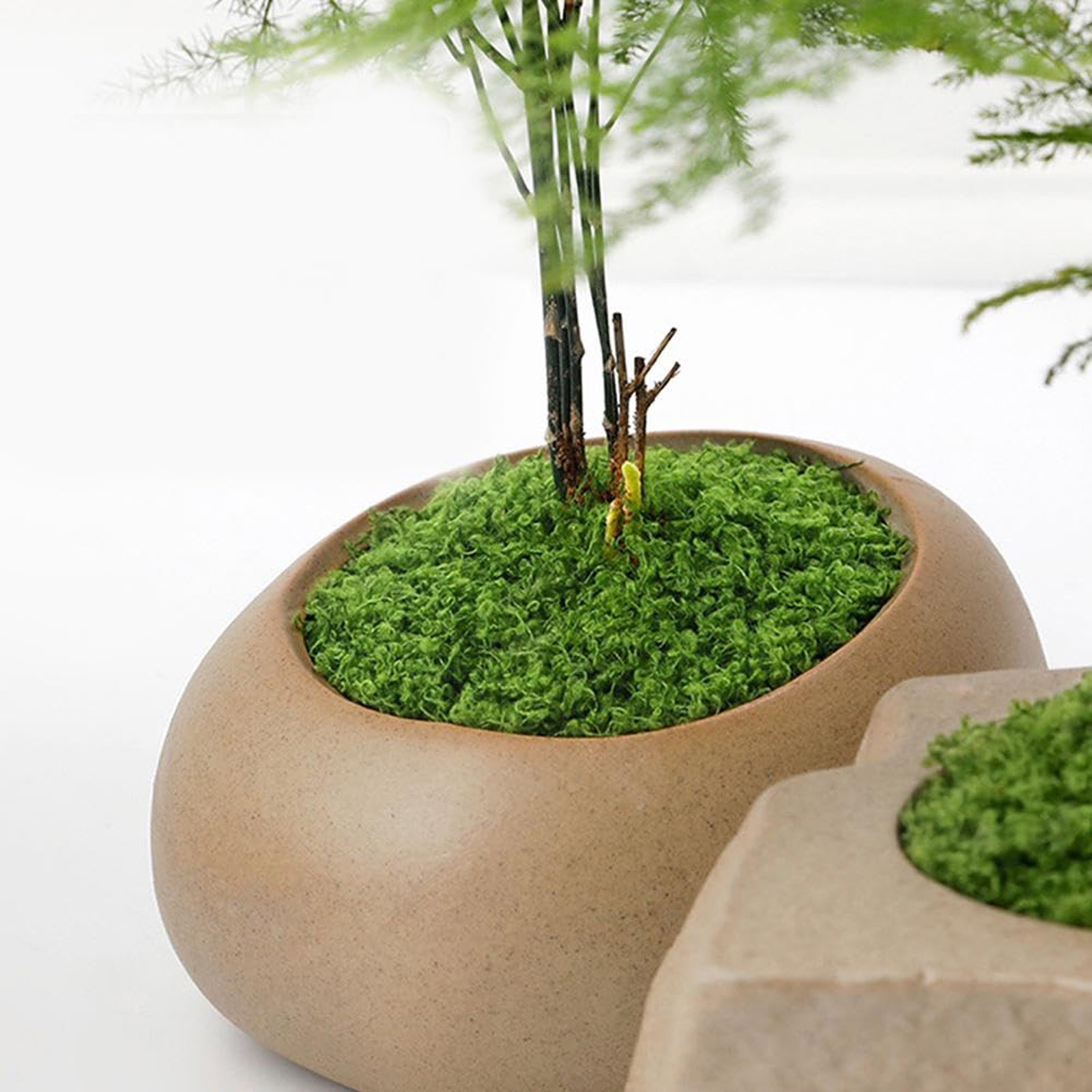 50/200g Artificial Moss For De - Sphagnum Moss Dry บทวิจารณ์และราคา