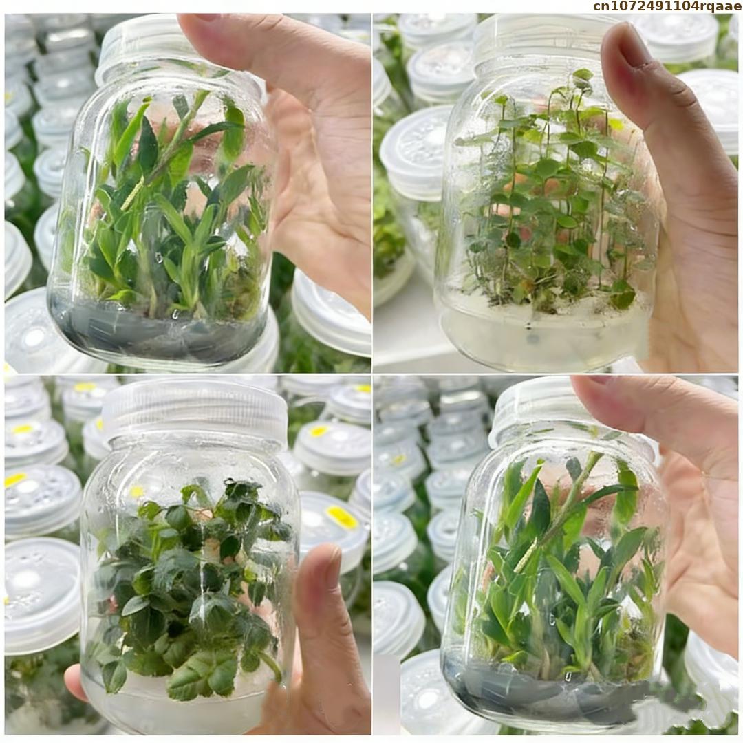 Premium Plant Tissue Culture A - Agar Tissue Culture บทวิจารณ์และราคา