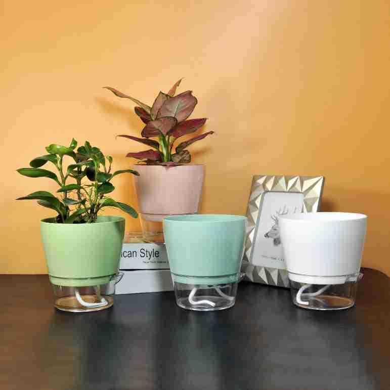 Lazy Flower with Drainage Hole - Self Watering Insert บทวิจารณ์และราคา