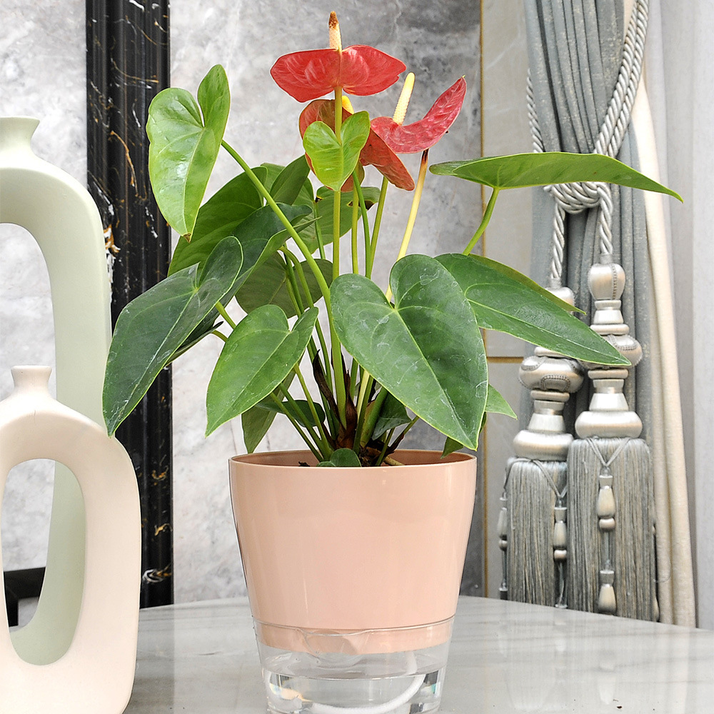 Lazy Flower with Drainage Hole - Self Watering Insert บทวิจารณ์และราคา