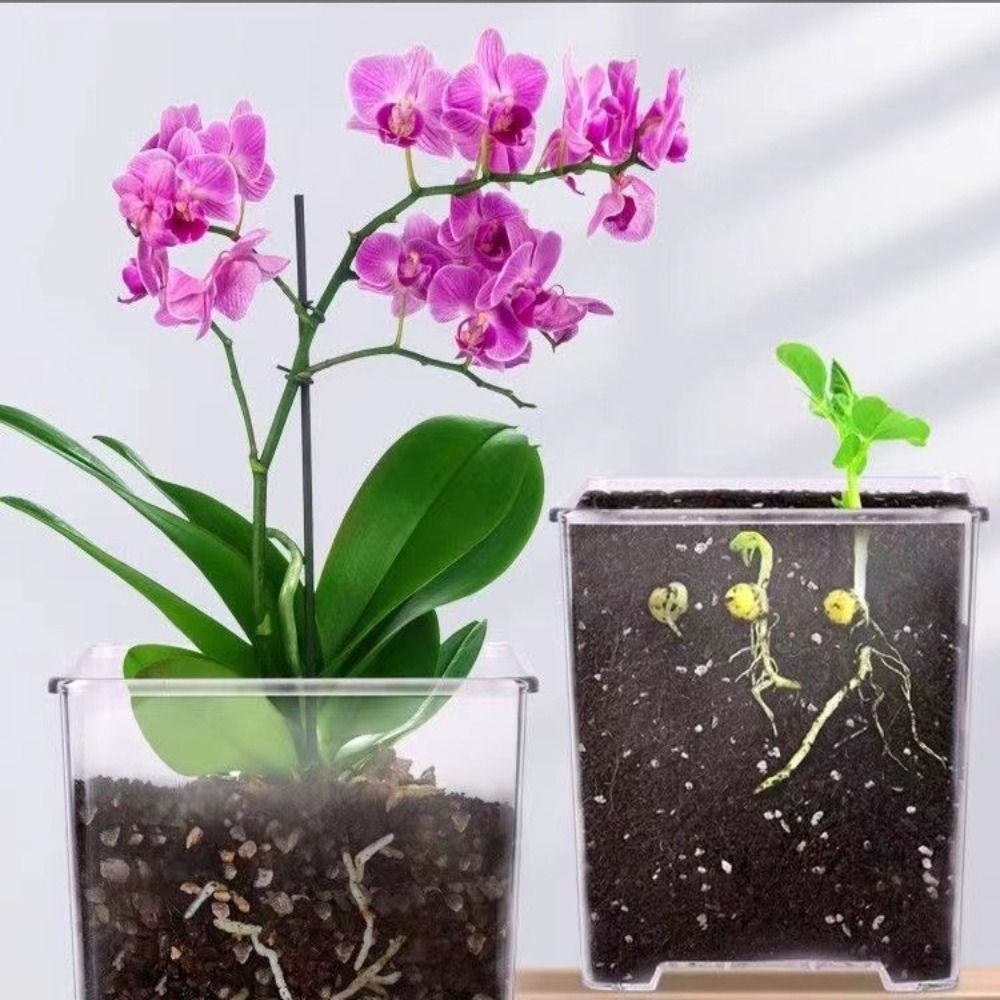 Transparent Material Acrylic P - Self Watering Insert บทวิจารณ์และราคา