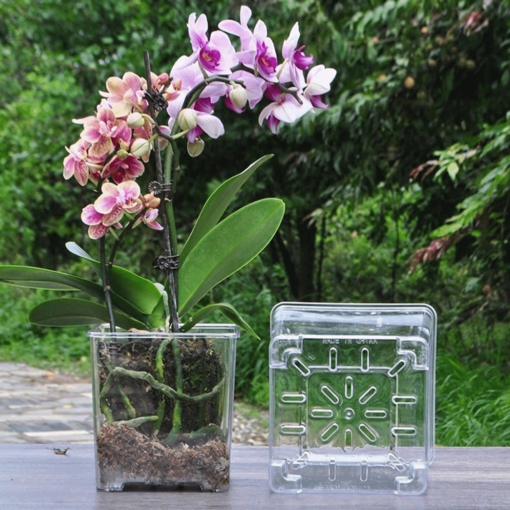 Transparent Material Acrylic P - Self Watering Insert บทวิจารณ์และราคา